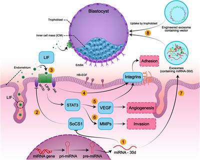 Hypoxia-sensitive miRNA regulation via CRISPR/dCas9 loaded in hybrid exosomes: A novel strategy to improve embryo implantation and prevent placental insufficiency during pregnancy